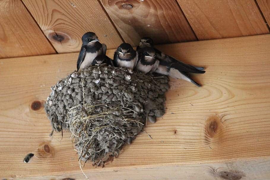 URGENT – the swallows are coming! 1 - No Birds Here!