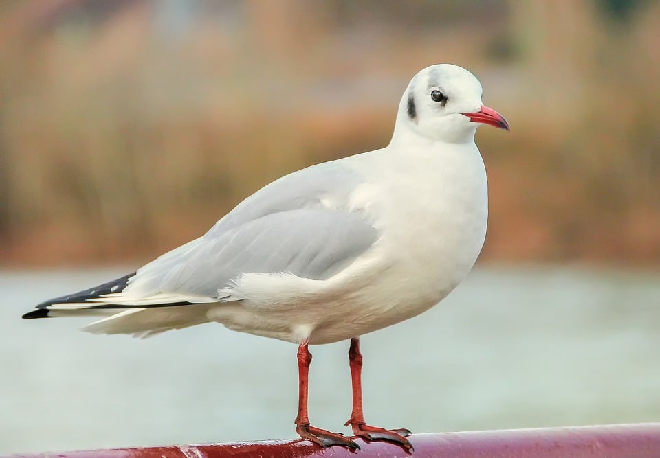 Watch our for the seagulls! 1 - No Birds Here!