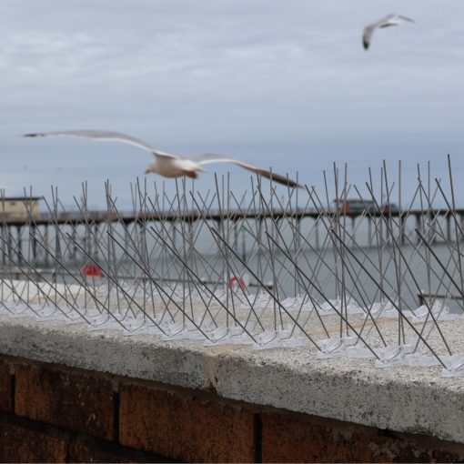 Extreme Wide Gull Spikes