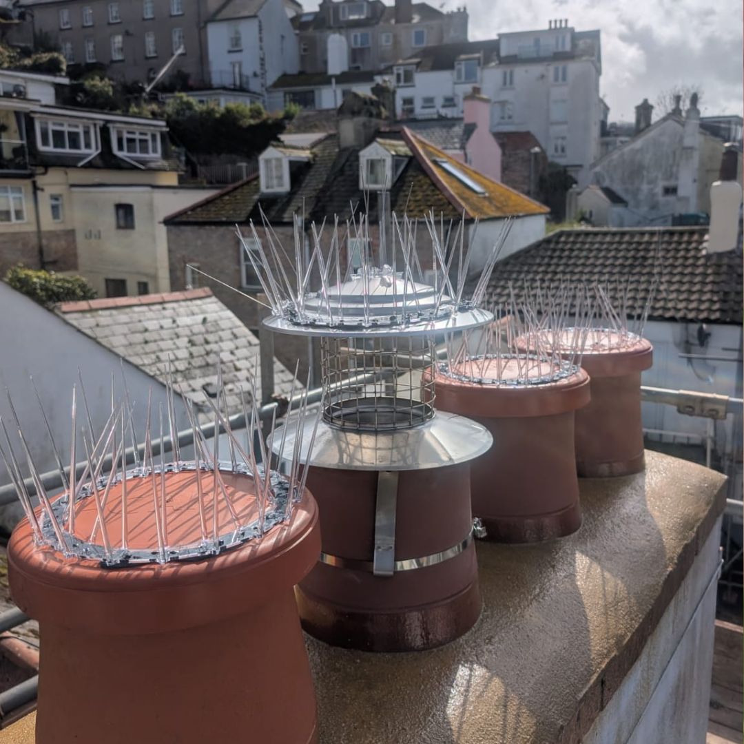 Chimney Crown Bird Guard - Image 6